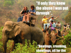 Elephant Tourism is Animal Abuse – FALSE