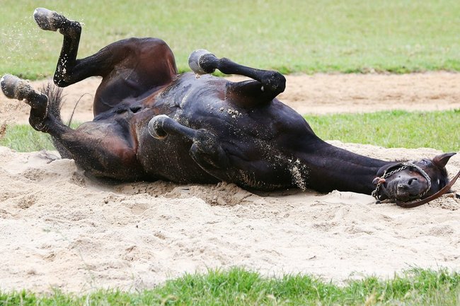 Horse with broken leg